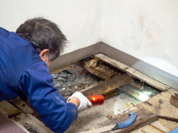 Best DIY Mold Remediation Support Services in Los Lunas, NM
