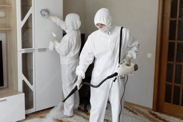 Best White Mold Remediation in Los Lunas, NM