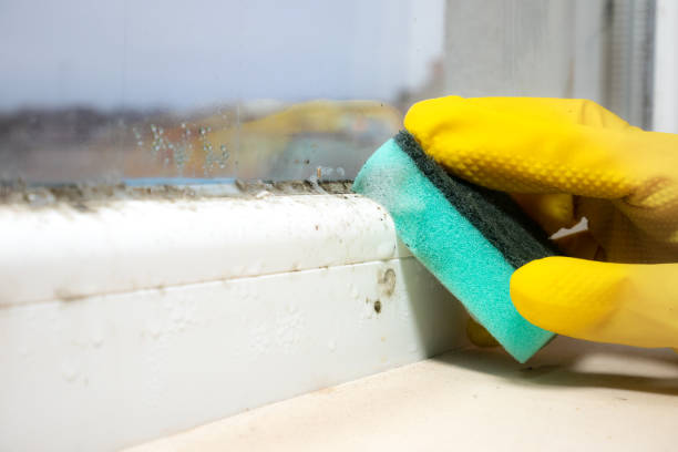 Best Mold Testing and Inspection Services in Los Lunas, NM