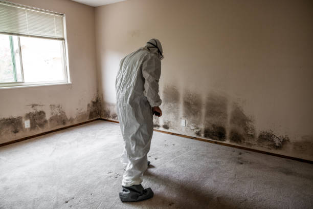Best Mold Testing and Inspection Services in Los Lunas, NM