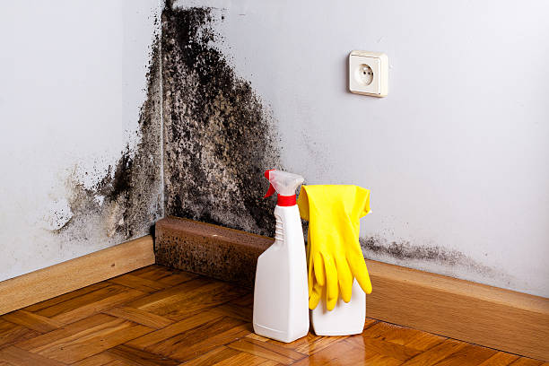 Best White Mold Remediation in Los Lunas, NM