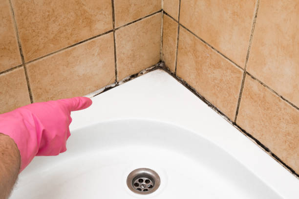 Professional Mold Remediation in Los Lunas, NM
